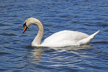Swan on the River Teign