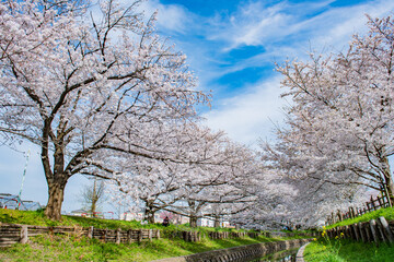 川越 新河岸川の桜並木