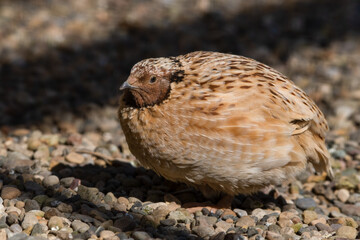 Japanese Quail Resting on the Ground