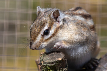 Eastern Chipmunk  Sat in a Tree