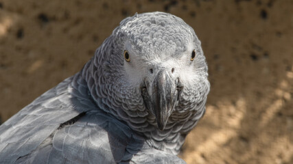 Close Up African Grey Parrot