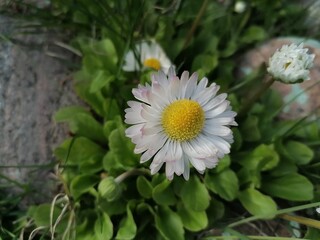 Fototapeta premium white daisy flower