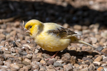 Yellow Canary Walking on the Ground
