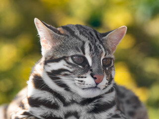 Side Profile Asian Leopard Cat