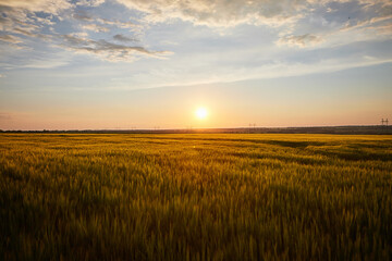 Fototapeta na wymiar Beautiful landscape with field of ripe rye and blue summer sky