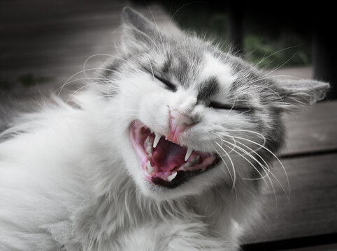 Funny cat, smiling, black and white