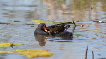 Moorhen Feeding its Baby