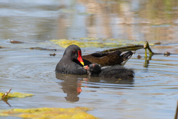 Moorhen Feeding its Baby