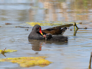Moorhen Feeding its Baby