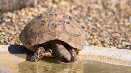 Tortoise Drinking Water