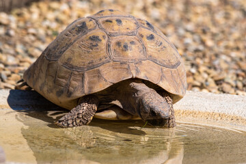 Tortoise Drinking Water