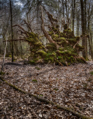 Bemooste Unterseite einer ausgerissenen Baumwurzel im Wald