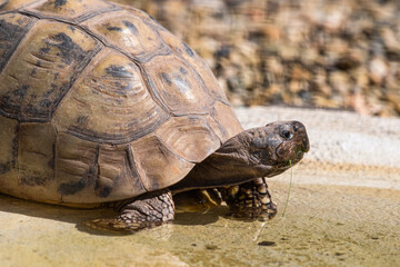 Tortoise Drinking Water