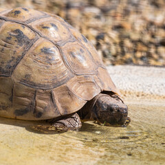 Tortoise Drinking Water