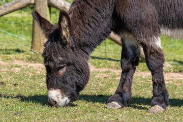 Portrait of a Donkey Feeding on Grass