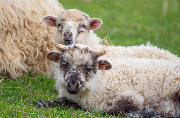a cute little newborn lambs and its mother  and flock of sheep