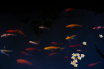 Golden carps and koi fishes in the pond. Porcelain flowers fall on the surface of the lake.