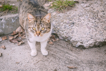 Fluffy cat. The cat is watching. Pet. The cat purrs
