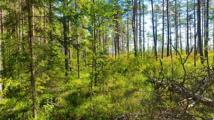 estonia landscape nature trail national park