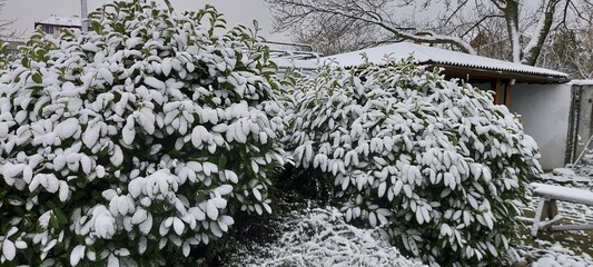 A garden with evergreens and a gazebo under the snow. Garden care, design.