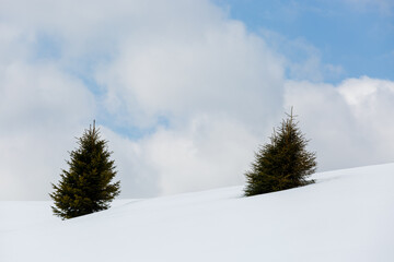 Two trees on a hill with snow an white clouds in background