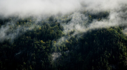 Misty Forest