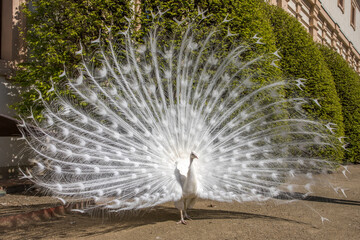 close up of a white peacock
