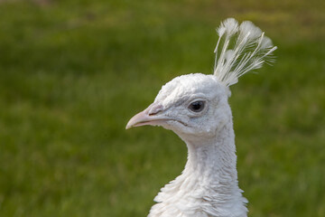 close up of a white peacock