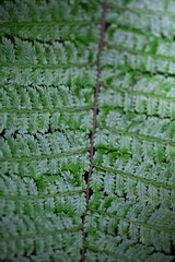 Patterns of plants in nature, Costa Rica.