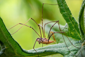 Male dentizacheus minorwith long legs is waiting for a female to mat