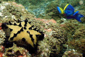 Costa Rica Pacific sea life