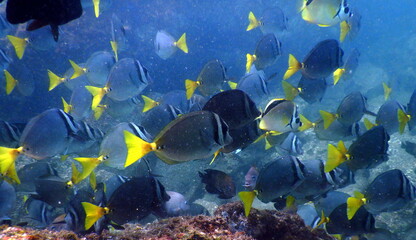 Costa Rica Pacific sea life