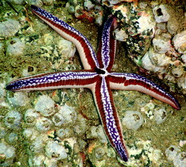 Costa Rica Pacific sea life