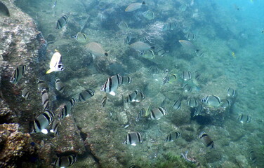 Costa Rica Pacific sea life