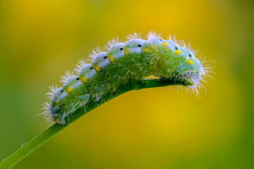 Caterpillar of butterfly zygaena viciae emerald color