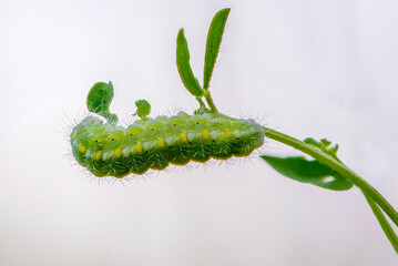 Caterpillar of butterfly zygaena viciae emerald color
