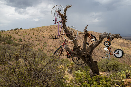 Bicycles In Tree Near Alpine Texas