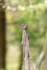 Siberian chipmunk (Eutamias sibiricus) in a forest in Tilburg Noord Brabant in the Netherlands