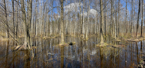 In the wood the spring begins, trees stand in water, a sunny day, patches of light and reflection on water, trunks of trees are reflected in a puddle, streams flow