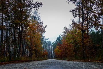Wonderful autumn landscape in Portugal along a road and many trees in the interior of Portugal (Viseu)