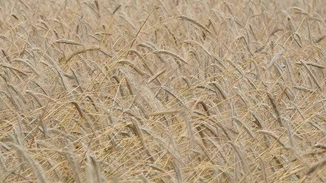 Getreidefeld mit sich bewegenden Halmen im Wind in  Vollansicht