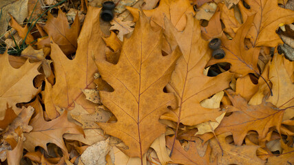 dry leaves. Dry fallen brown oak leaves in autumn Park. autumn background with dry oak leaves, top view, close-up. autumn season, bright leaves, nature in the forest. natural background