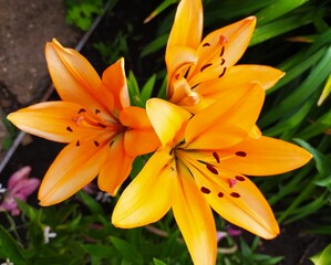 orange tiger lily