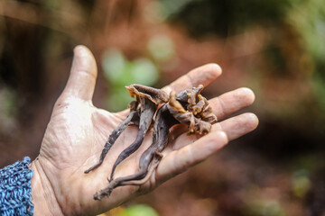 Organic edible native mushrooms collected in a forest in Portugal collected and presented in a hand.