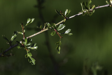 Close up of leaf of Rhamnus saxatilis Jacq. 