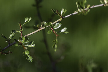 Close up of leaf of Rhamnus saxatilis Jacq. 