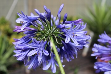 Delicate violet flower. Hints of spring. 