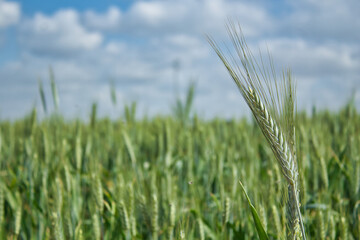 Detail of an ear of organic wheat still green on a sunny day