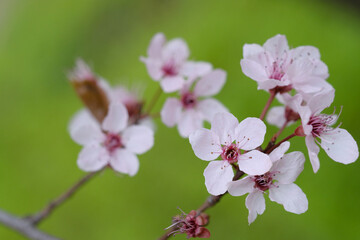 Apple blossom on blurred background of leaves