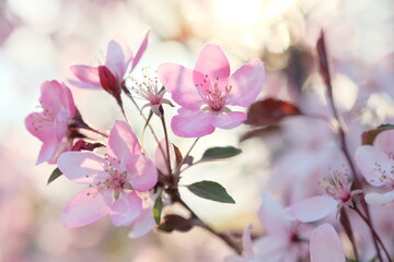 Pink apple blossom and leaves on a blurred background.